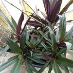 Tradescantia spathacea ശീലം