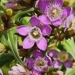 Gentianella germanica Flor