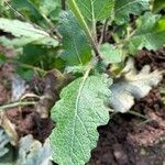 Salvia × sylvestris Leaf