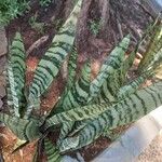 Dracaena zeylanica List