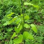 Populus tremuloides Folha