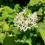 Cornus sanguineaBlodyn