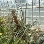 Tillandsia andreana Frunză