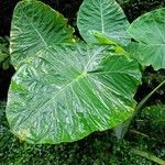 Colocasia gigantea Leaf