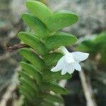 Angraecum distichum Flower