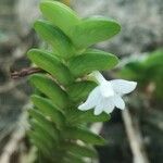 Angraecum distichum Blüte