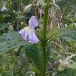 Mimulus alatus Хабит