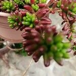 Sedum × rubrotinctum List