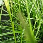 Carex hirta Folha