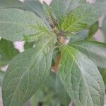 Solanum laciniatum Hoja