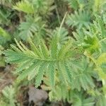 Tanacetum vulgare Leaf