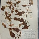 Clematis gouriana 其他