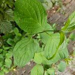 Cornus rugosa Foglia