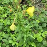 Oenothera glazioviana 花