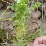 Nonea echioides 花