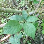 Rubus praticolor Outro