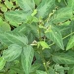 Desmodium paniculatum Leaf