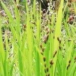 Melica uniflora Flower