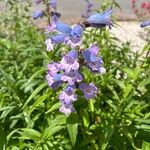 Penstemon cobaea Blomma