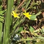 Hypoxis obtusa Floro