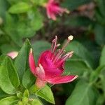 Fuchsia magellanica Lorea