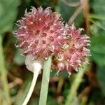 Allium vineale Fruit