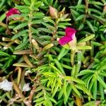 Portulaca pilosa फूल