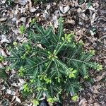 Abies albaFoglia