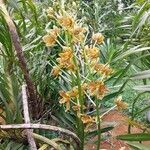 Grammatophyllum speciosum Flower