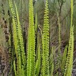 Lindsaea stricta Hàbitat