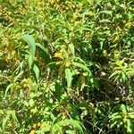 Buddleja globosa Habitus