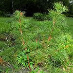 Paeonia tenuifolia Habitus