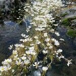 Ranunculus fluitans Квітка
