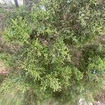 Juniperus virginiana Foglia