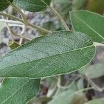 Salvia discolor Feuille