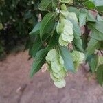 Hymenocardia ulmoides Fruto
