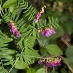 Vicia cassubica Arall