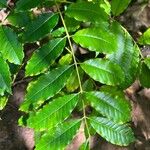 Zanthoxylum caribaeumLeaf