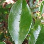 Coffea mauritiana Leaf