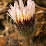 Erigeron vagus Цвят