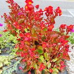 Begonia cucullata ശീലം