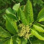 Sambucus racemosaЦвят