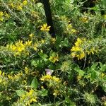 Ulex minor Flower