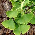 Ginkgo biloba Leaf