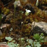 Leavenworthia uniflora