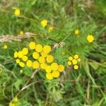 Tanacetum vulgareLorea