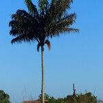 Oenocarpus distichus Alkat (teljes növény)