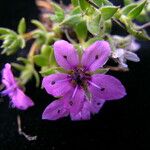 Shivparvatia glanduligera Flower