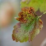 Ribes nigrum Leaf