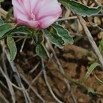 Convolvulus cantabrica Folla